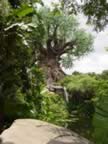 The Tree of Life - Disney's Animal Kingdom (61kb)