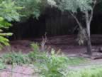 On the Kilamanjaro Safari (60kb)