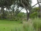 Wild Animals (62kb)