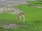 This is a Gazelle (63kb)