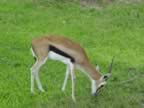 Close up of the Gazelle (62kb)