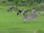 Wildebeest in background (61kb)