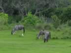 More Wildebeest (63kb)