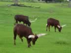 Look at them Horns! (61kb)