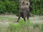 This Elephant was peeing. (60kb)