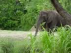 This Elephant wasn't peeing. (61kb)