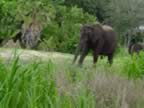 More Elephants. (61kb)