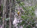 A Yellow Bird in Nest. (61kb)