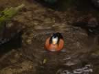 Wood Duck (63kb)