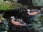 More Wood Ducks (62kb)