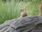 Meerkat (60kb)