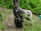 Silverback Gorilla.  Was eating leaves off the stick in it's mouth. (61kb)