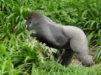 Silverback-side Gorrila (60kb)