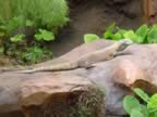 Monitor Lizard (61kb)
